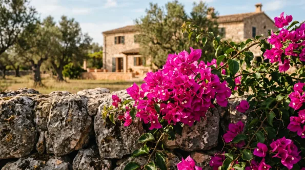 Magenta bougainvillea flowering over a dry-stone wall, with a Mallorcan stone finca and olive grove behind