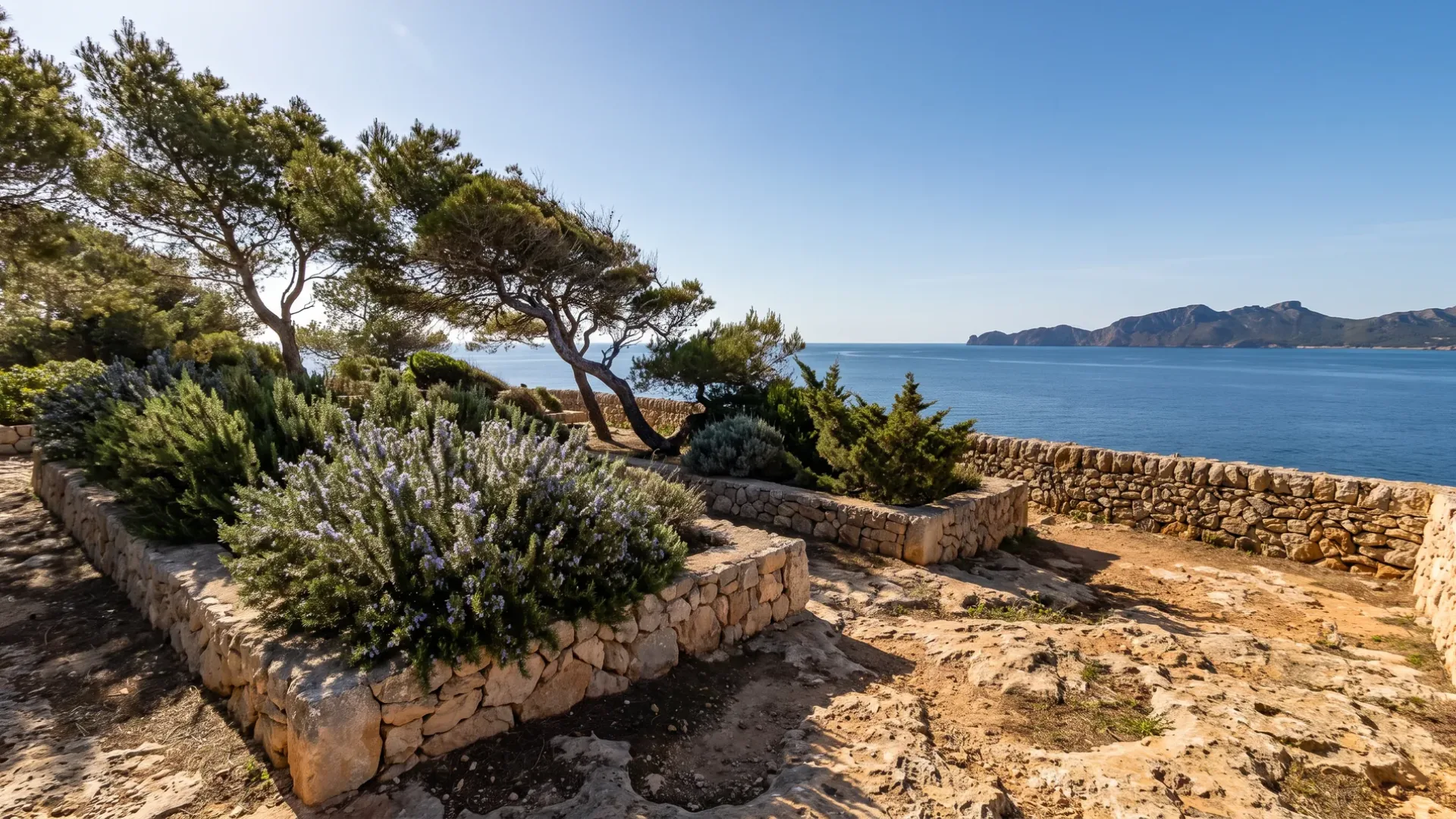 Wind shaped pines and raised stone beds of rosemary on the Mal Pas headland at Alcúdia, above the north bay