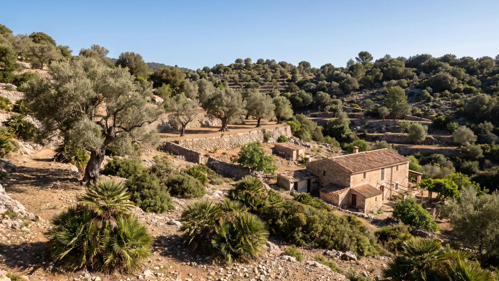 Dwarf fan palm, wild olive and holm oak on the stony hillside above Artà, with old terraces and a stone finca