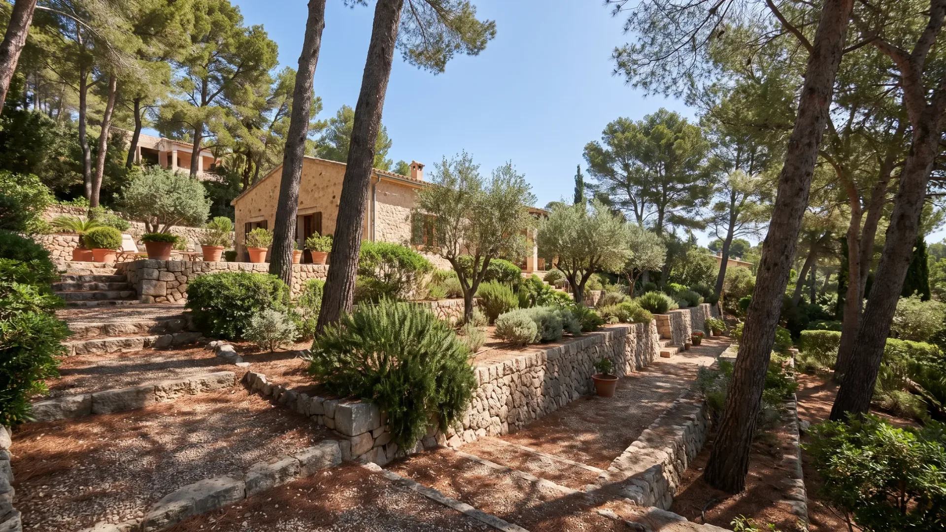 Aleppo pines shading a terraced villa garden at Bendinat, with stone retaining walls stepping down the slope