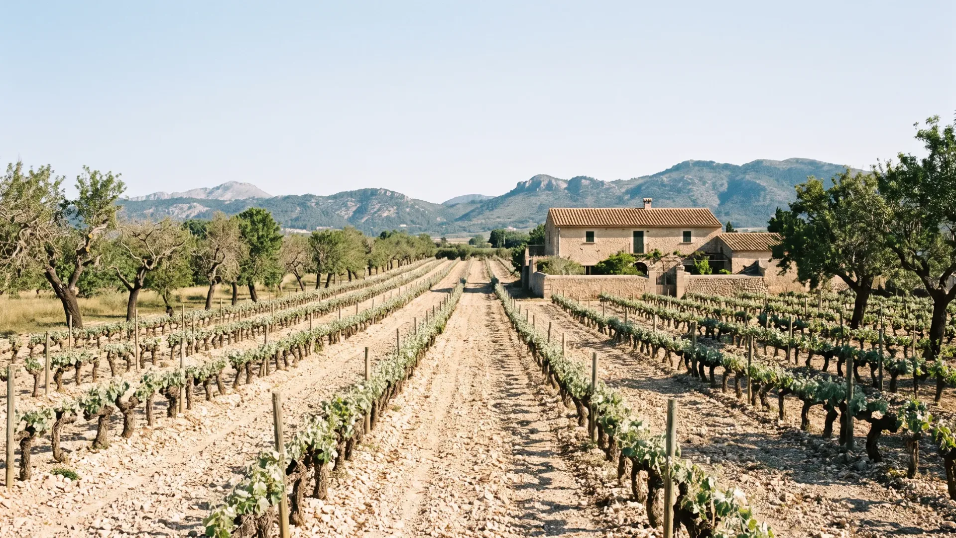 Old bush vines on pale stony ground at Binissalem, with a stone finca and the Tramuntana foothills beyond
