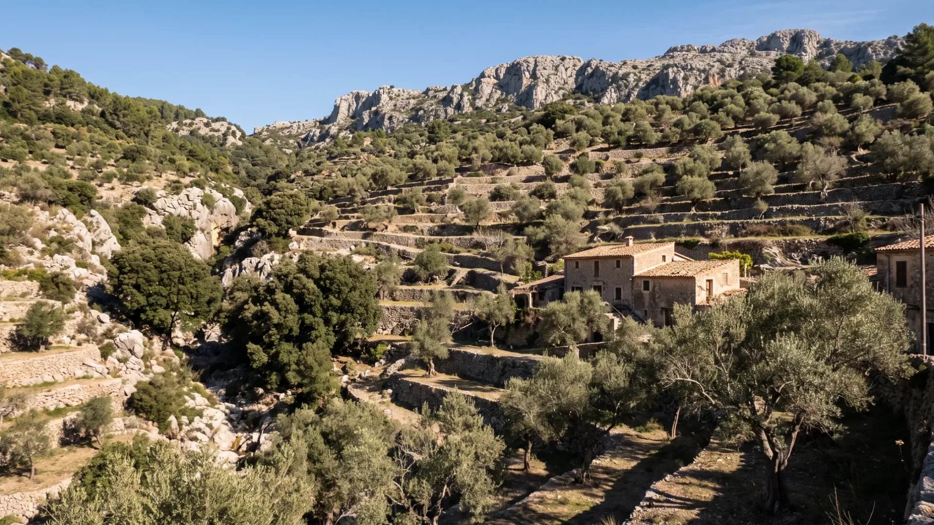 Dry stone terraces of ancient olives climbing the mountainside above Deià, under the Tramuntana ridge