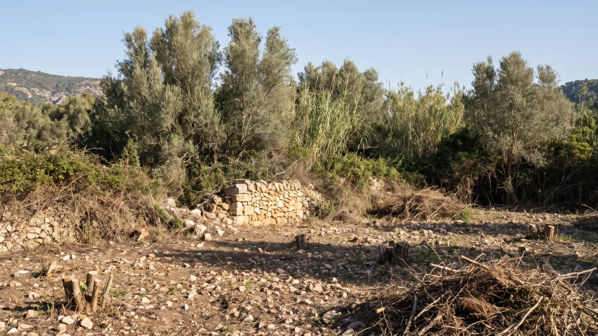 A part cleared Mallorcan plot with cut stumps, stacked brash and a dry stone wall reappearing from the scrub