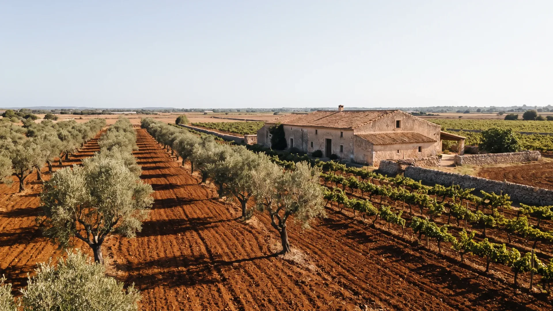 Deep red terra rossa worked between olive rows and vines at Manacor, with a long stone finca