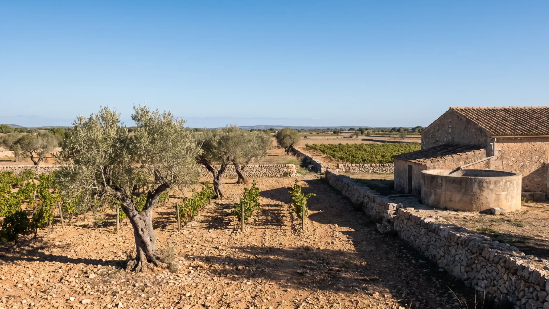 Old olives and vine rows behind dry stone walls at Petra, with a stone finca and cistern on the flat interior