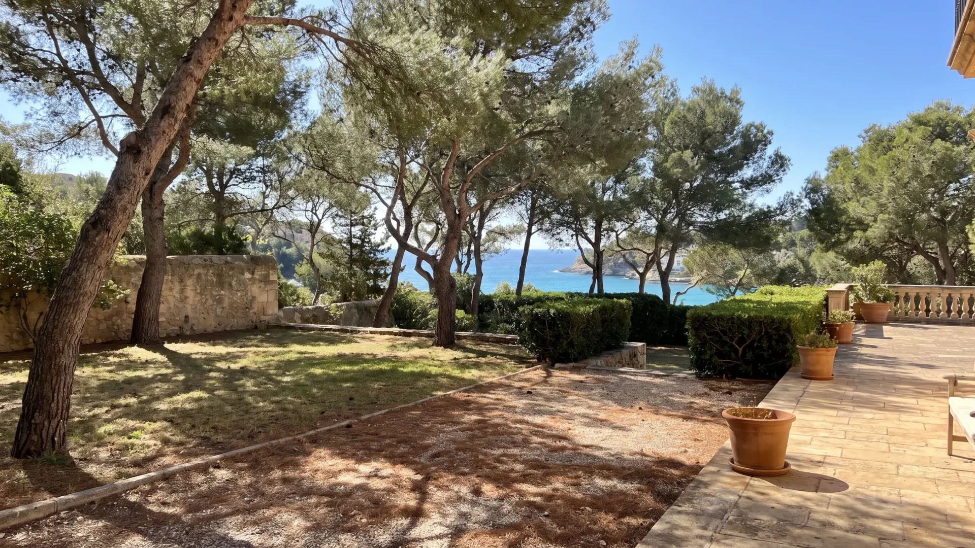 Mature Aleppo pines shading a thinning lawn at a villa garden above the bay at Santa Ponsa