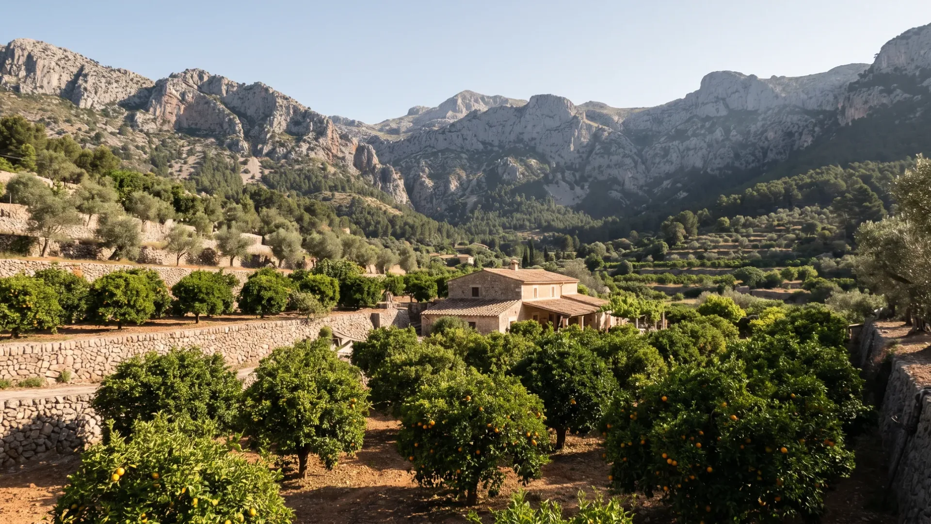 Terraced orange groves filling the Sóller valley, ringed by the grey limestone of the Serra de Tramuntana